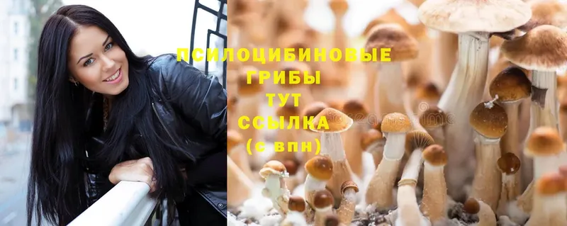 Псилоцибиновые грибы Psilocybine cubensis  Верея 